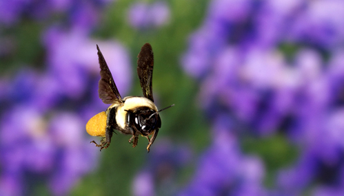 Bee in flight by John Abbott