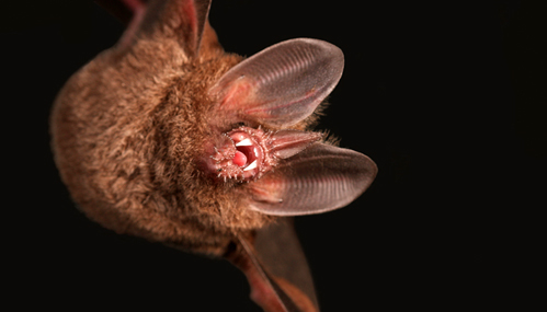 Fringe-lipped Bat (Trachops cirrhosis) by Alexander Baugh
