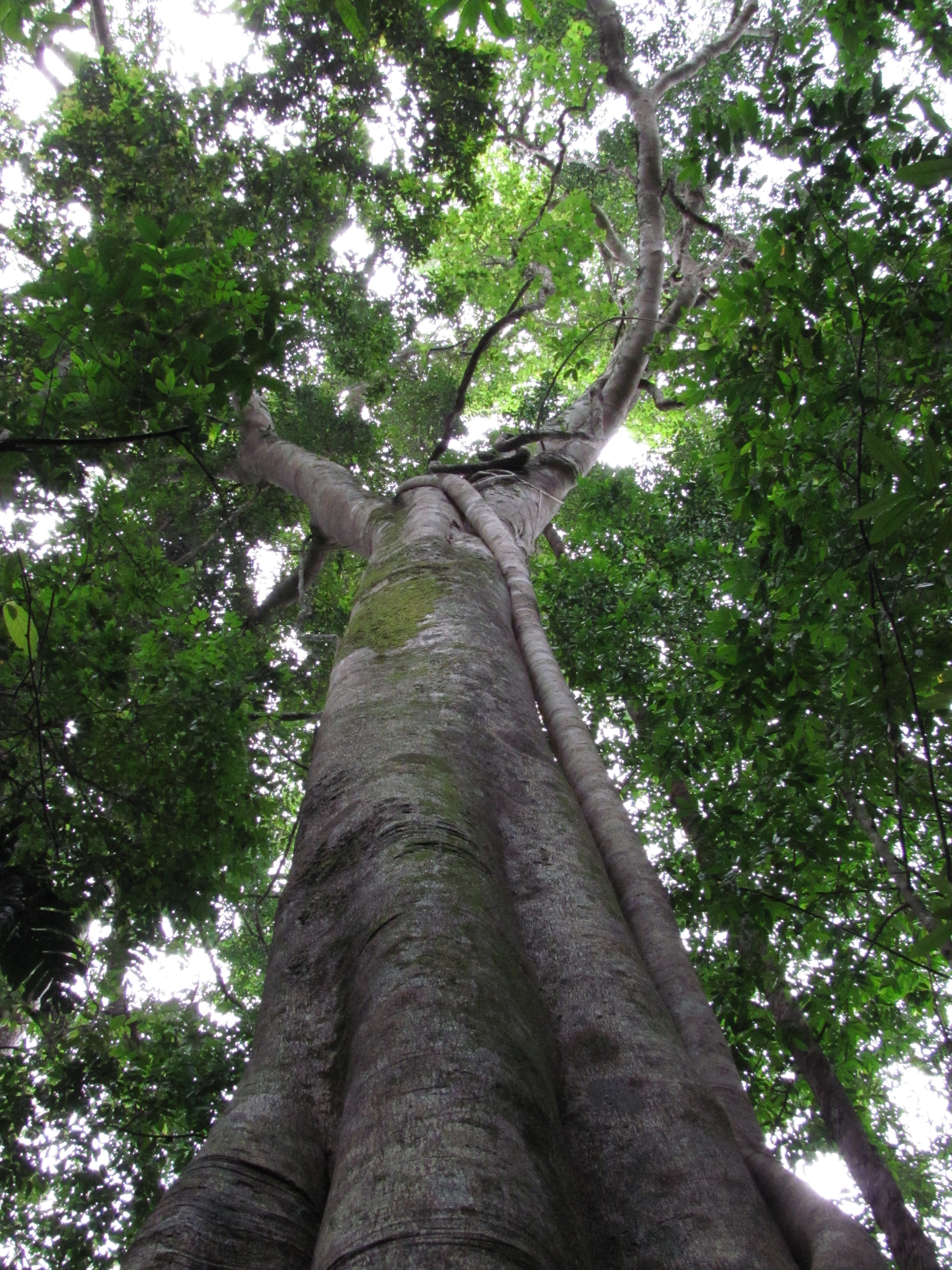 Ficus benjamina