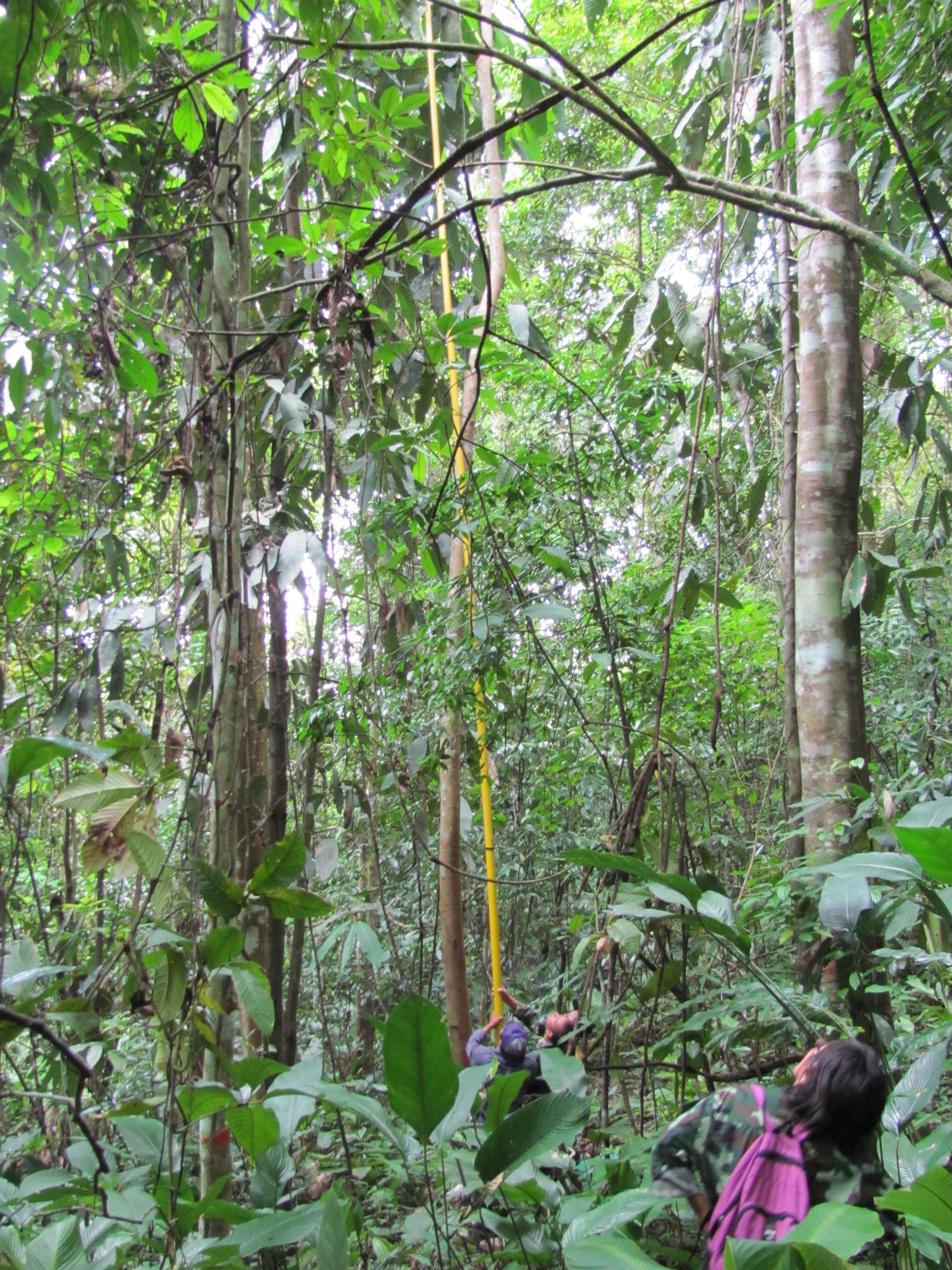 Collecting Ficus leaves