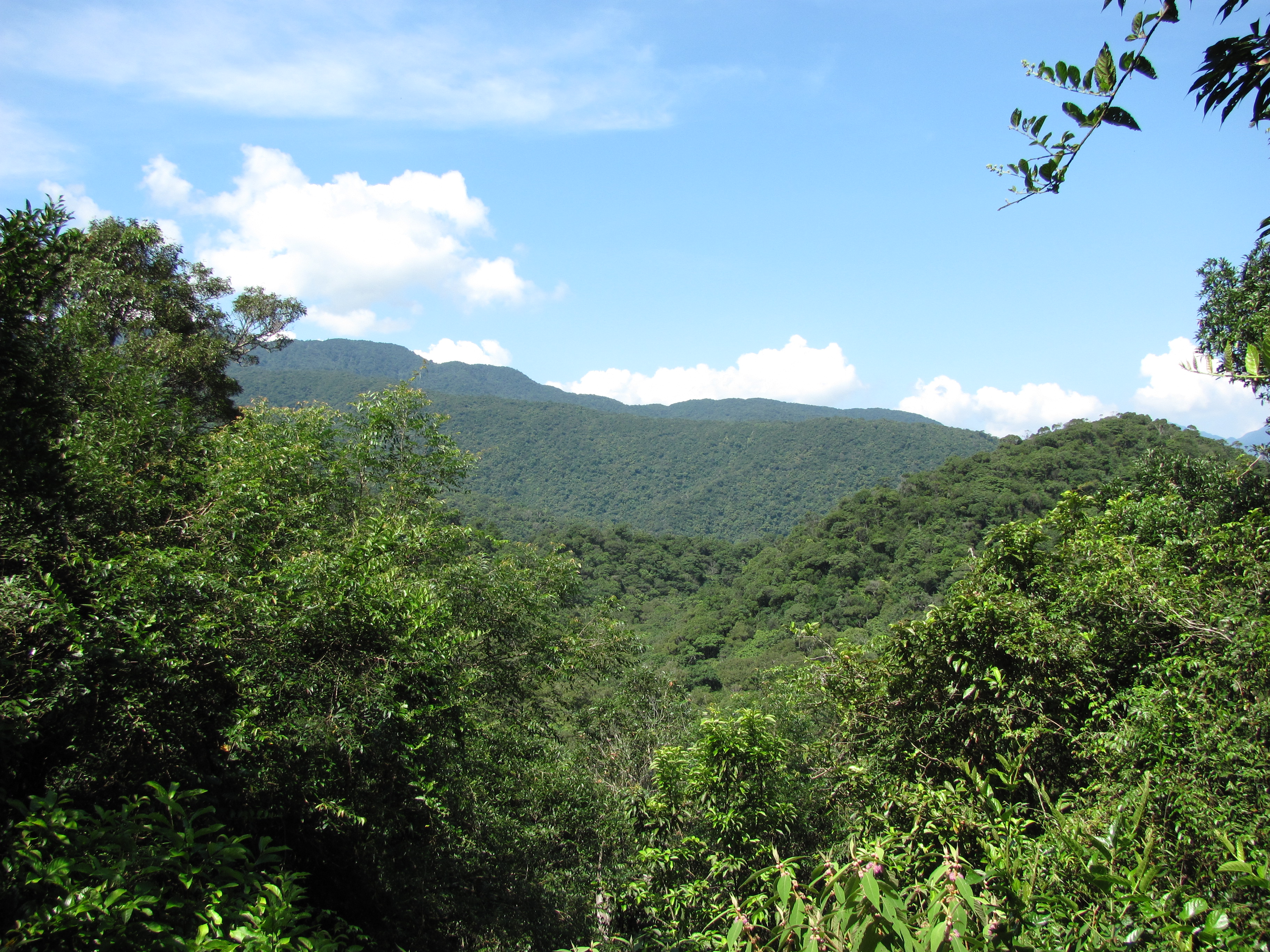 Fushan subtropical rainforest