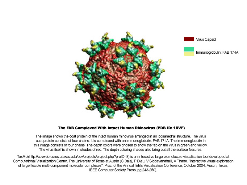 common cold virus structure Fischer Buzz