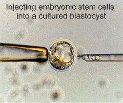 Injecting embryonic stem cells 
into a cultured blastocyst. Photo: James Bryant