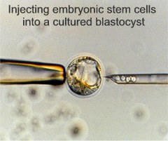 Injecting embryonic stem cells 
into a cultured blastocyst. Photo: James Bryant