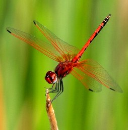 Trithemis arteriosa - male dragonfly in South Africa, Limpopo Province. Photo: John Abbott.