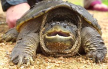 Snappy the snapping turtle. Photo: Marsha Miller