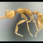 Christian Rabeling Mars Ants
