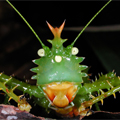 Yasuni Critter