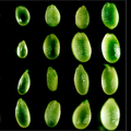 Seeds