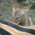Scavenger feeding in anthrax study