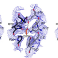 Key brain protein