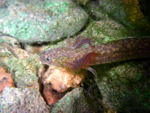 Barton Springs Salamander