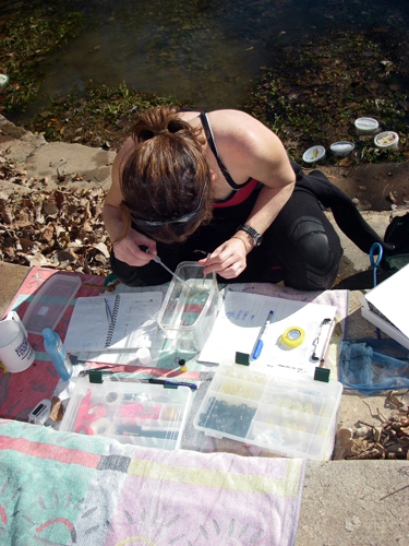 Gillespie taking tail clipping from a salamander at Eliza Spring.