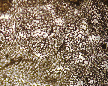 FRAM2-WI-3Oct-100x-09-5in