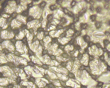 FRAM2-WI-3Oct-400x-10-5in