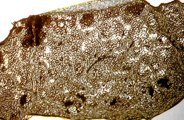 FRAM2-WI-3Oct-40x-07-5in