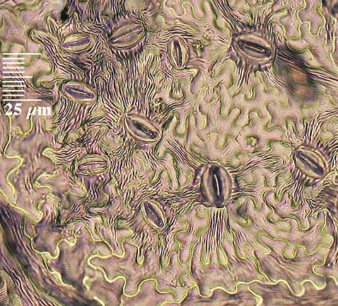 FRBE-BCk-fresh-400x-36det-6in