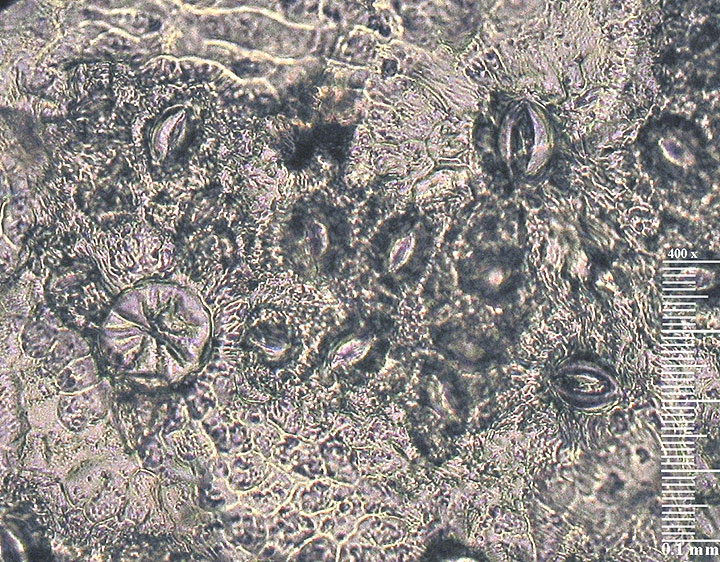 FRBE-I13-381169-400x-21-10in