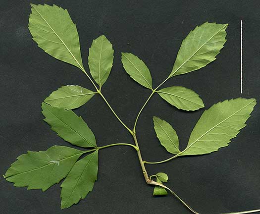 FRBE-Q-Biolab-lfs-6in