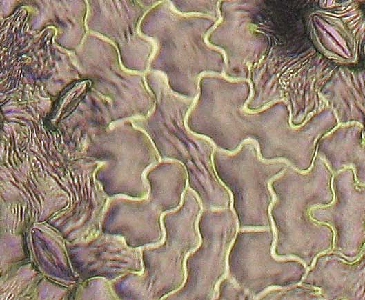 FRBEQ-Biolab-400x-09-6in