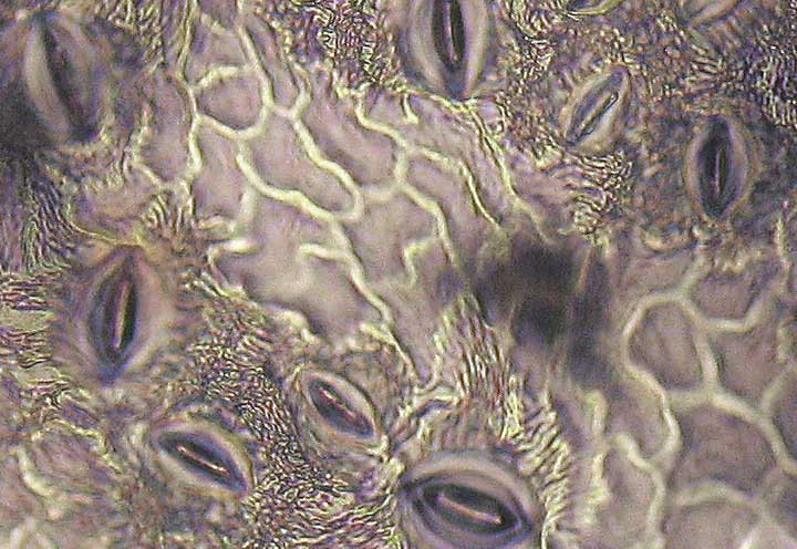 FRPE-BCk-400x-48-7x10in