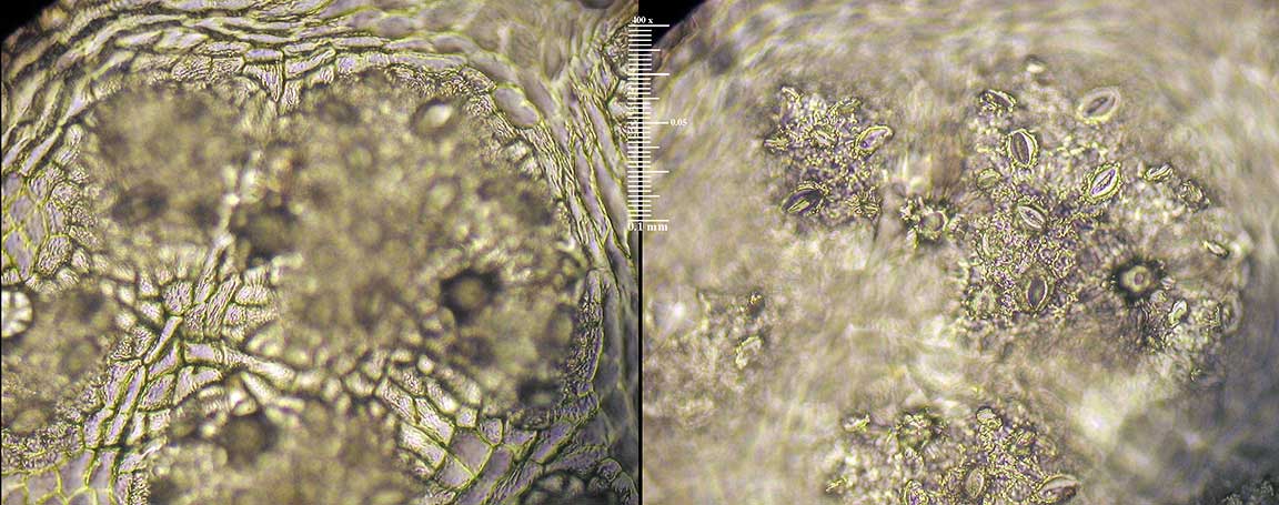 FRVE2-A5-352-7Oct-400x-cmps-16in