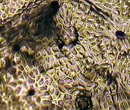 FRVE2-A6-381360-100x-05-5in