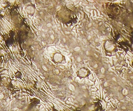 FRVE2-A6-448718-7Oct-100x-30-5in