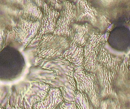 FRVE2-A7-381374-400x-21-5in