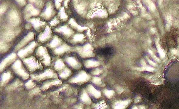 FRVE2-CHI-400x-02det-5in