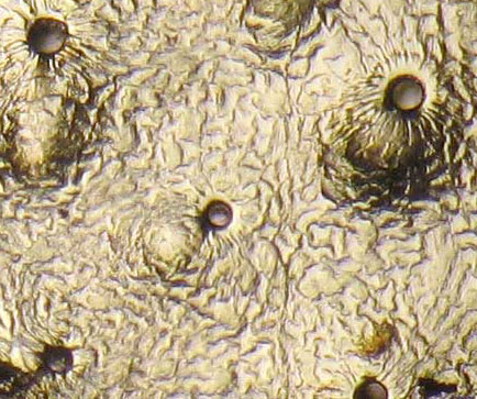 FRVE2Q-AZ-7Oct-100x-det1-5in