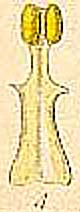 Pursh BEAQ stamen teeth