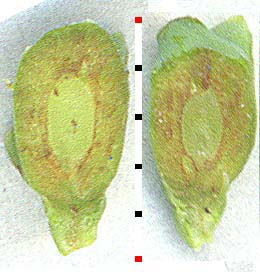 Ovulate