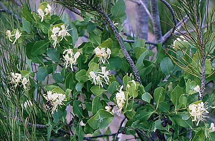 Lonicera albiflora