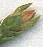 yellow scales removed