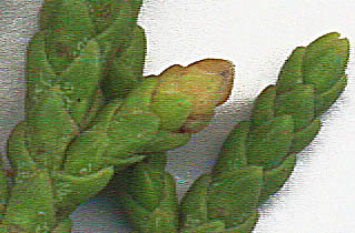 cedar gall or ovule