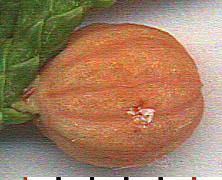 cedar gall