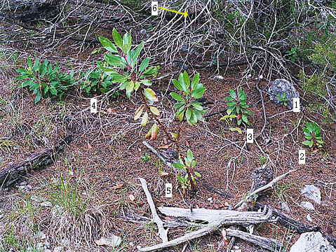 Six under one cedar