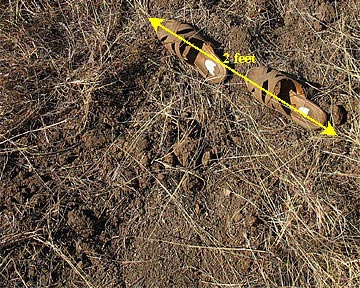 leveled strip detail