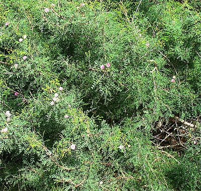 M.borealis bush detail