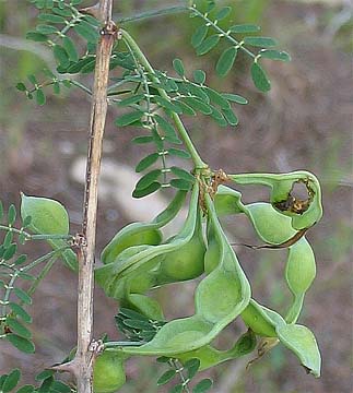 M. borealis pods