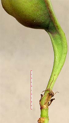 M. borealis pod base