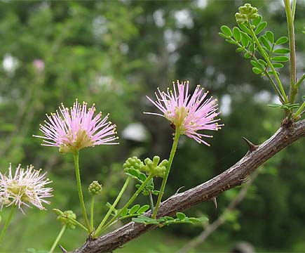 M. texana flower heads