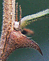 M.acul. prickle 3