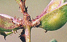 M. acul. podbase