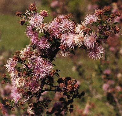 M.borealis flowers