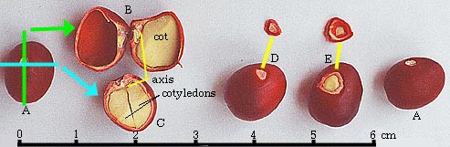 Mt. Laurel seed structure