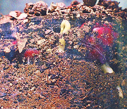 MtLaurel hypogeous germination