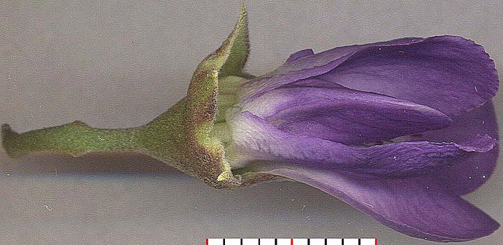 SOSE3-flower-fr-below