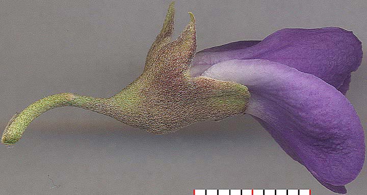 SOSE3-flower-fr-side